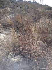 Helianthus gracilentus