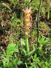 Lachenalia pallida