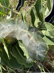 Asclepias latifolia