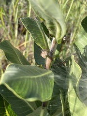 Asclepias latifolia