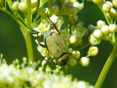Hoplia
