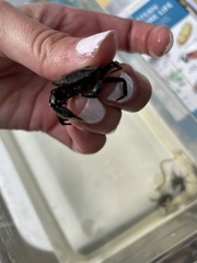 Rhithropanopeus harrisii