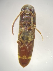 Eucnemidae