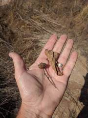 Helianthus gracilentus