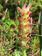 Lachenalia pallida