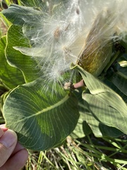 Asclepias latifolia