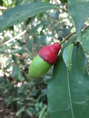 Ocotea ciliata