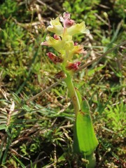 Lachenalia pallida