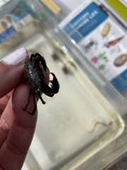 Rhithropanopeus harrisii