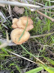 Tubaria furfuracea