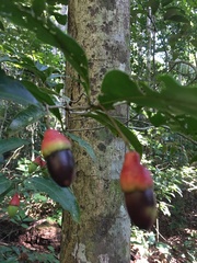 Ocotea ciliata