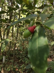 Ocotea ciliata