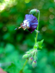 Geranium phaeum