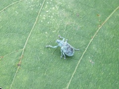 Eugnathus distinctus