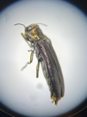 Agrilus masculinus