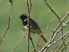 Passer melanurus melanurus
