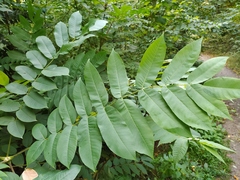 Juglans ailantifolia
