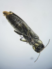 Agrilus masculinus