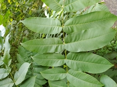 Juglans ailantifolia
