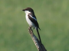 Lanius collaris collaris