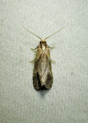 Cochylina