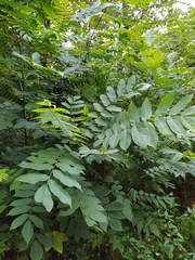Juglans ailantifolia