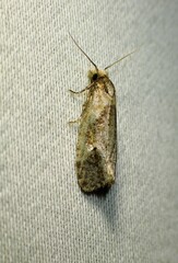 Cochylina