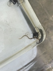 Anguilla rostrata