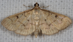 Herpetogramma fluctuosalis