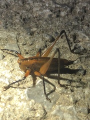Hexacentrus fuscipes