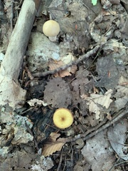 Pluteus chrysophlebius