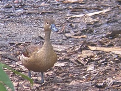 Dendrocygna javanica