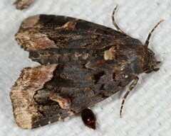 Homophoberia apicosa
