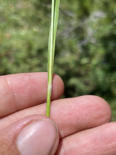 Image of Luzula comosa by (c) Matt Berger, some rights reserved (CC BY)
