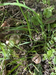 Panaeolus foenisecii
