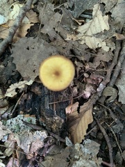 Pluteus chrysophlebius