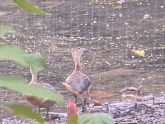 Dendrocygna javanica