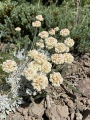 Eriogonum ovalifolium