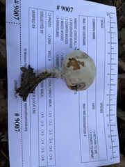 Hypomyces