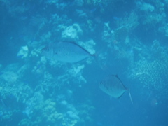 Flavocaranx bajad