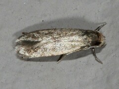Phaeoses sabinella