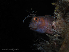 Parablennius marmoreus