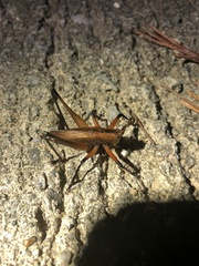 Hexacentrus fuscipes