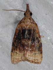 Platynota flavedana