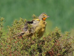 Macronyx capensis capensis