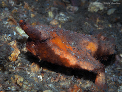 Ogcocephalus corniger