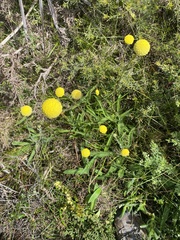 Craspedia variabilis