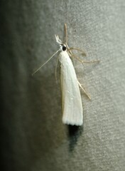 Crambus perlella