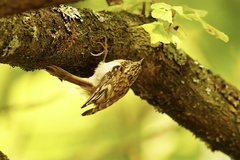 Certhia brachydactyla