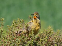 Macronyx capensis capensis